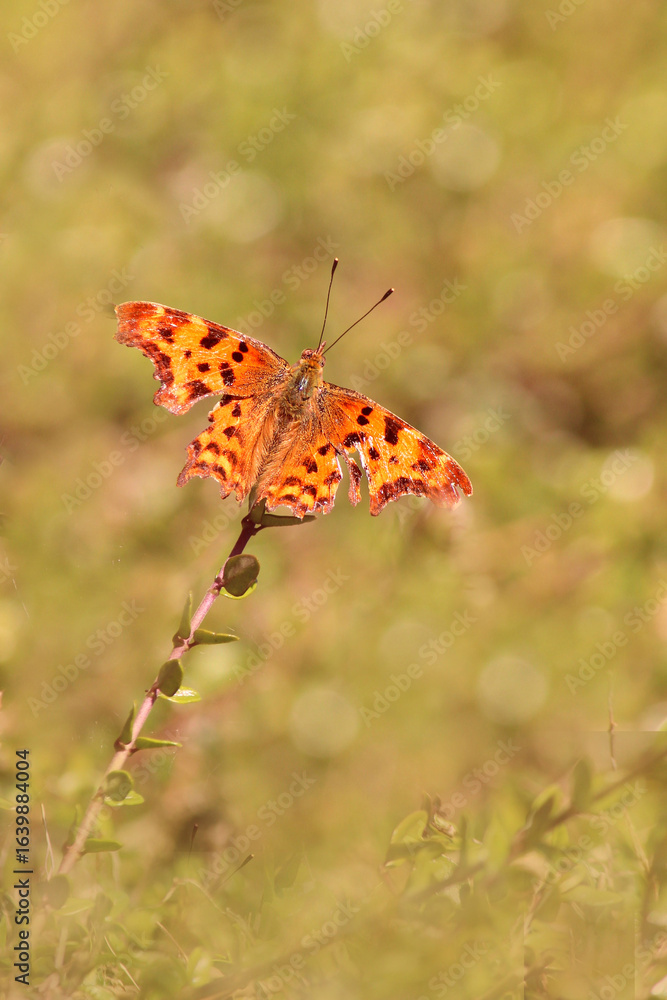 Obraz premium le blanc-C