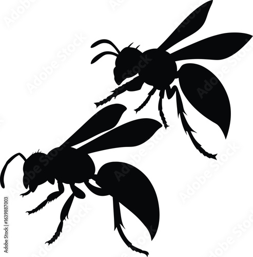 Silhouette of wasp