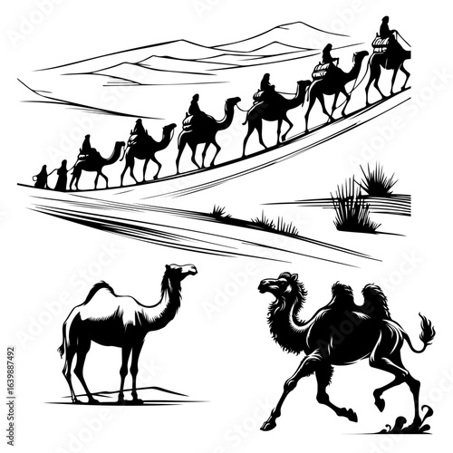 camels are shown in profile views, facing different directions