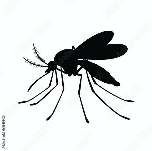 Close-up macro of a brown mosquito, isolated on a white background, with its wings and antenna clearly visible, sucking blood