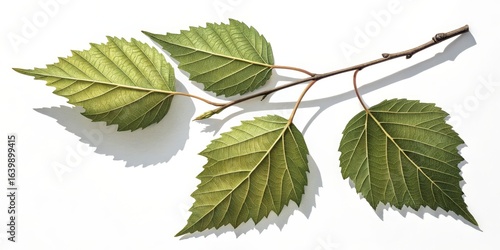 Birch Leaves on Branch, Isolated Nature, Botanical Art