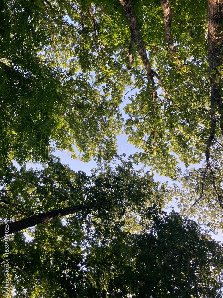 Fototapeta premium trees in the forest looking up
