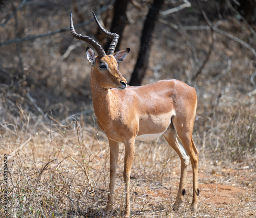 Fototapeta premium Afrikanische Tiere Impalas im Busch vom Krüger National Park - Kruger Nationalpark Südafrika