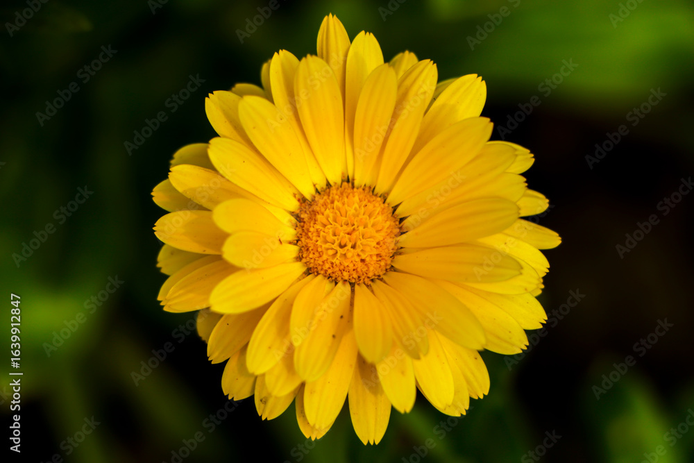 Yellow calendula flowers. Blooming calendula in the garden , copy space. Yellow calendula flowers. Blooming calendula in the garden , copy space.