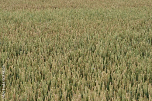 Weizen - Weichweizen - Brotweizen - Poaceae - Triticeae 2