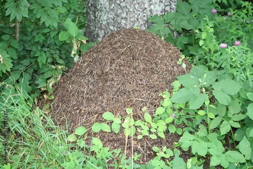 Ameisenhaufen - Waldameise 2