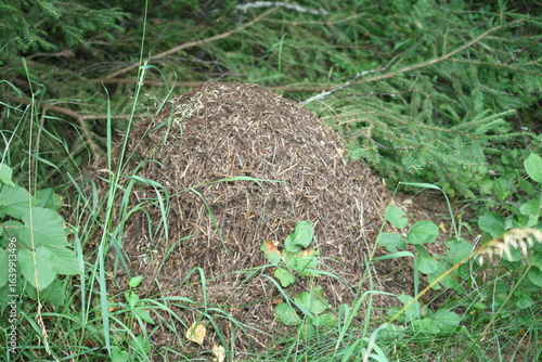 Ameisenhaufen - Waldameise 1