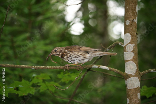 Singdrossel mit Wurm - Turdus philomelos 2