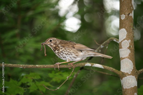 Singdrossel mit Wurm - Turdus philomelos 1