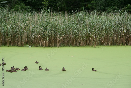 Stockenten auf einem Teich mit Entenflott (kleien Wasserlinse - Anas platyrhynchos  - Lemna minor 3