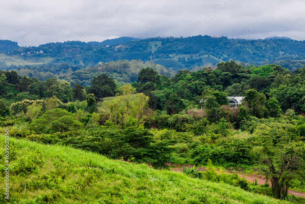 Fototapeta premium Natural background of mountain atmosphere, trees, green lawn for exercise or viewpoint in a large park in the northern area, Chiang Rai, Thailand.