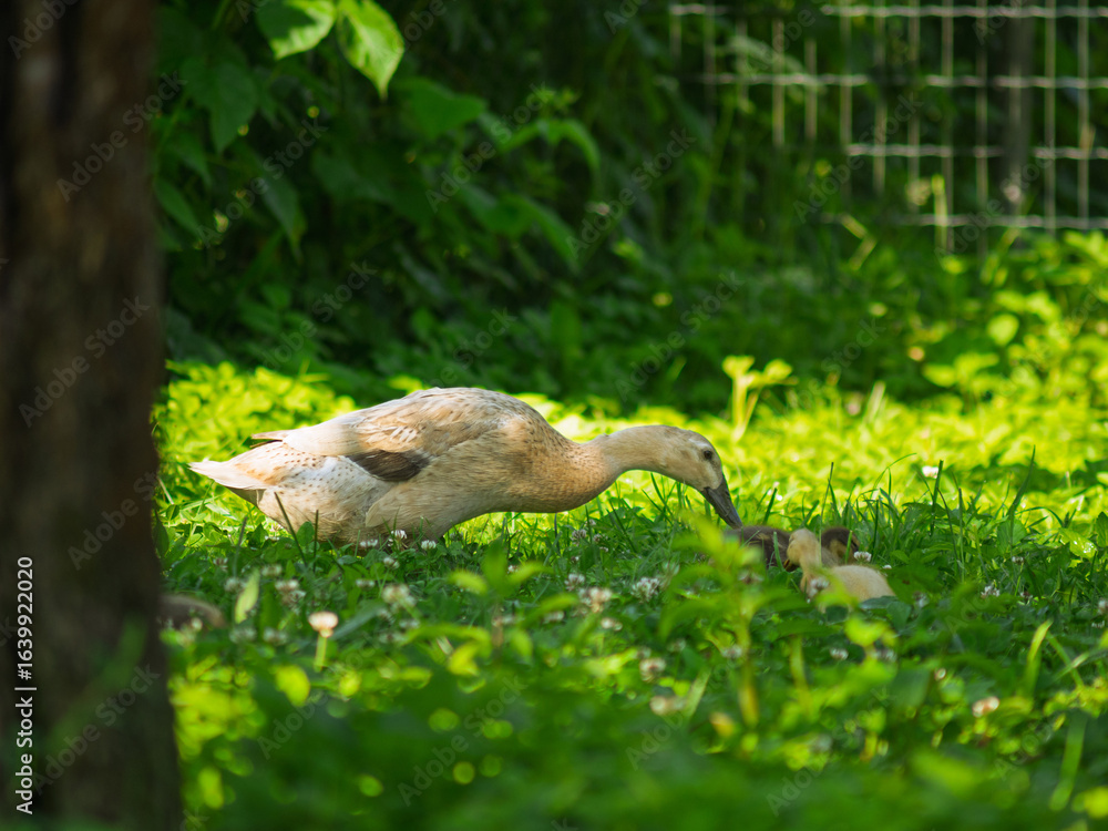 Obraz premium Free-range waterfowl (Indian Runner Duck ) family - mother and ducklings - on an organic farm, freely running and grazing on a garden meadow. Organic farming, animal rights, back to nature concept.