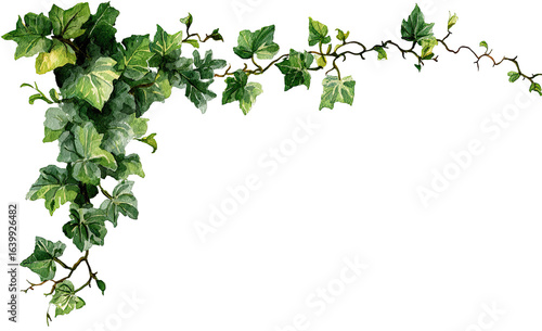Detailed ivy vine corner border