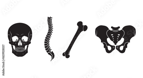 Human anatomy skeleton parts skull spine bone pelvis silhouette