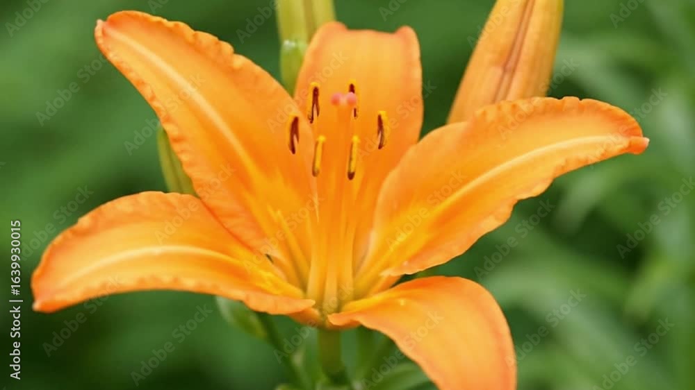 An orange daylily centerfocused showcasing vibrant petals and prominent stamen against a soft green backdrop An orange daylily centerfocused showcasing vibrant petals and prominent stamen against a soft green backdrop