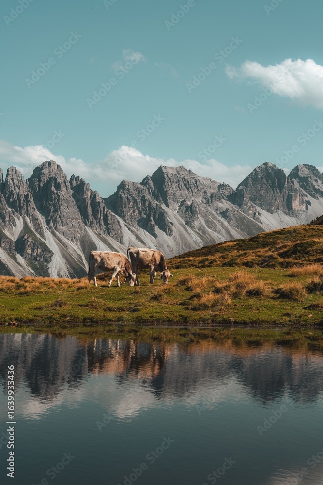 Fototapeta premium Cows Grazing by Mountain Lake