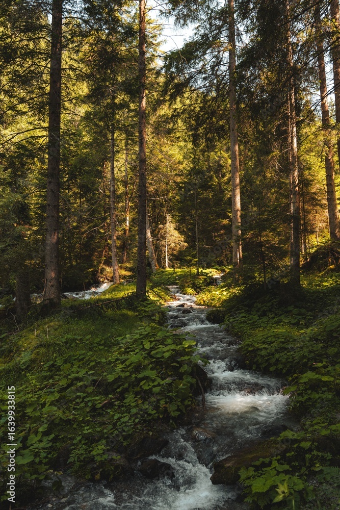Obraz premium Serene Forest Stream Under Sunlight