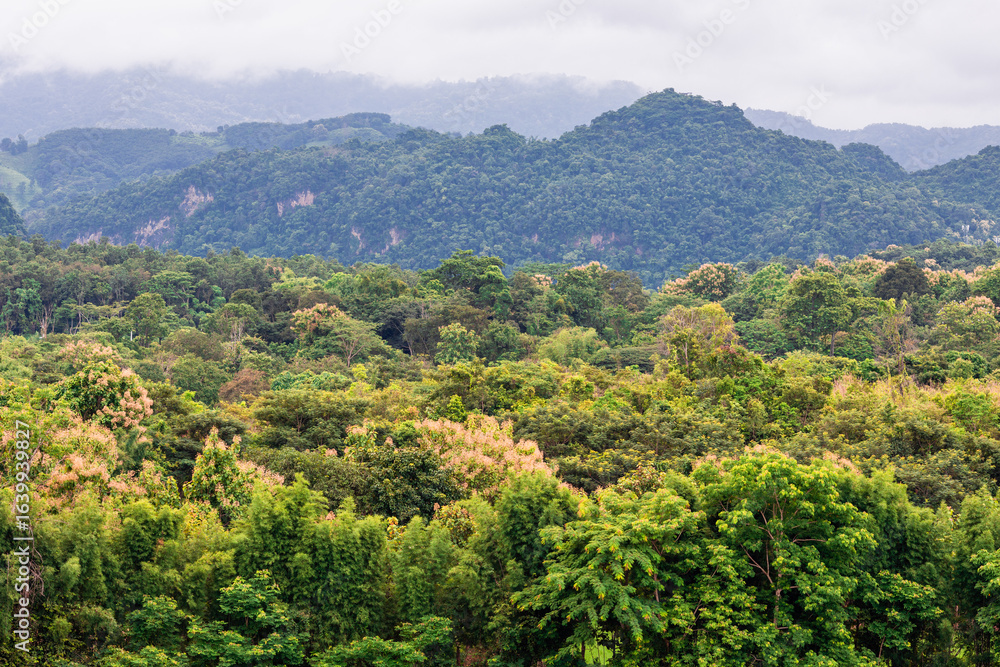 Obraz premium Idyllic landscape with winding river, rolling hills, and mist drifting through pine forests. Wind-swept trees along a mountain river under dramatic sky with moving clouds.