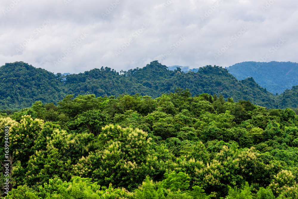 Naklejka premium Idyllic landscape with winding river, rolling hills, and mist drifting through pine forests. Wind-swept trees along a mountain river under dramatic sky with moving clouds.