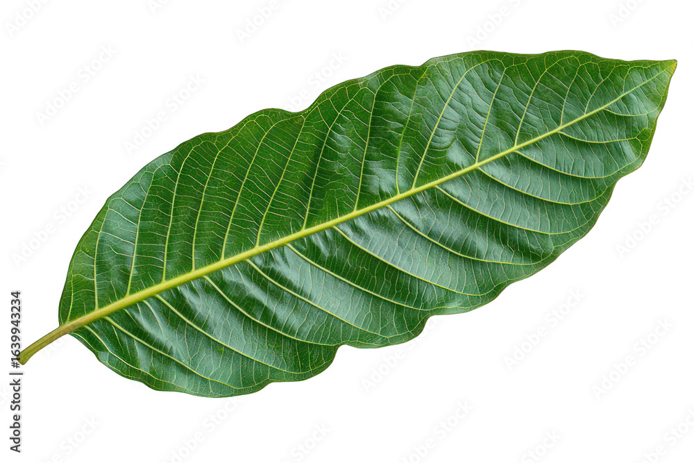 Obraz premium Close-up of a vibrant green leaf, displaying prominent veins
