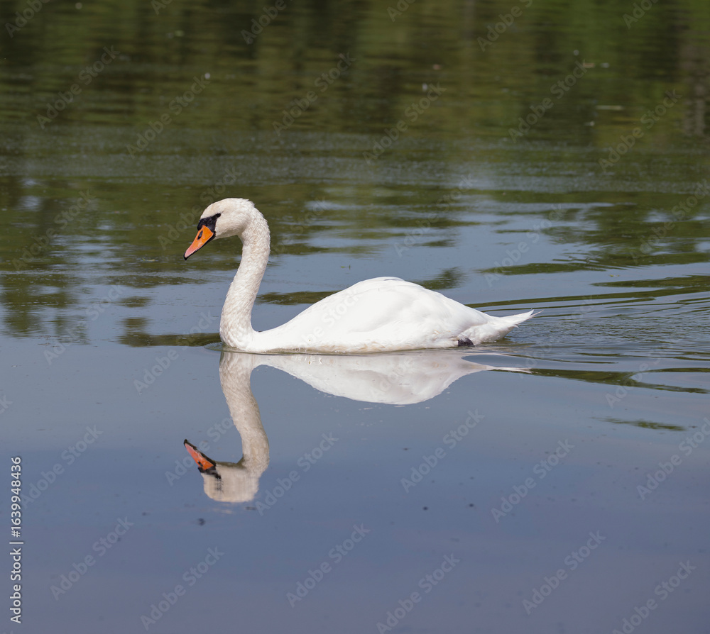 Fototapeta premium Birds in South Moravia, water, swan