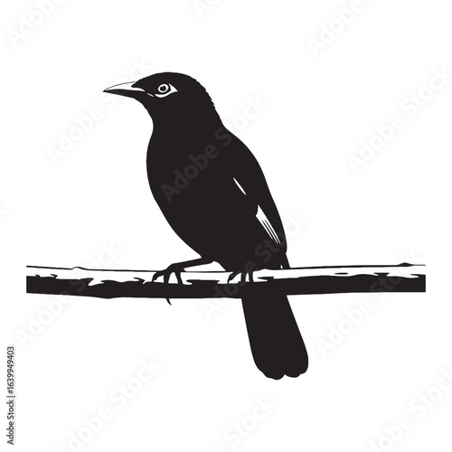Graceful Mynah Silhouette – Mynah Bird Vector Artwork with Defined Contours – Black Vector of Mynah

