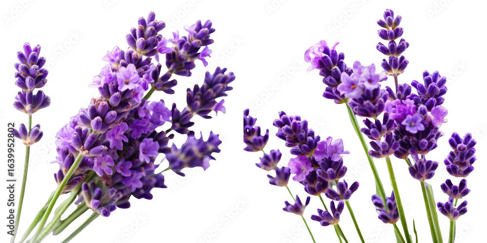 Naklejka premium Lavender Flowers Bouquet, Isolated on Transparent Background, Floral Design Element, Purple, Botanical, lavender, herb, plant