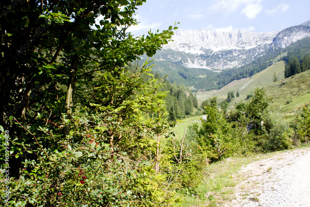 Fototapeta premium Mountain landscape with lush vegetation and rocky peaks in bright daylight setting creates serene outdoor atmosphere