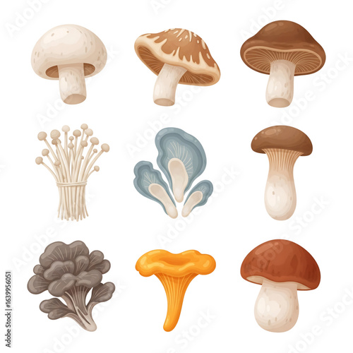 Collection of Diverse Mushroom Illustrations Shiitake, Oyster, Chanterelle & More