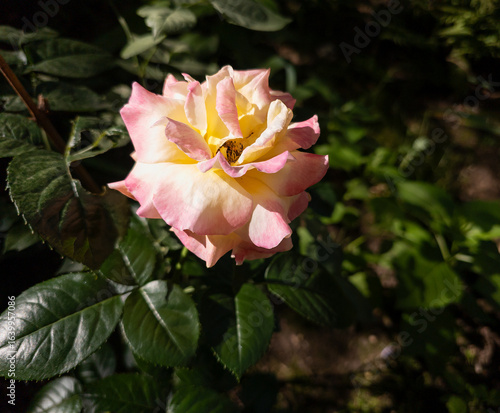 Close-up of a pink rose in the garden