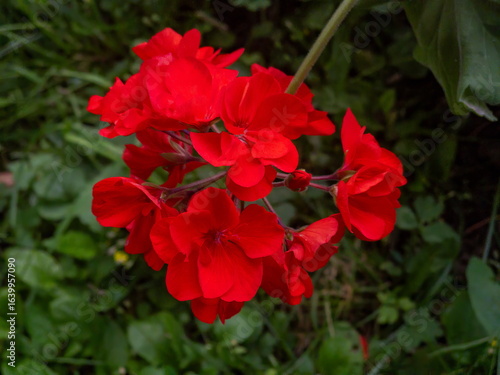 Close-up of red flowering plant in the garden