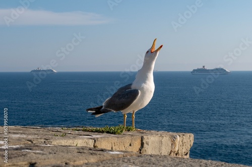Screaming seagull