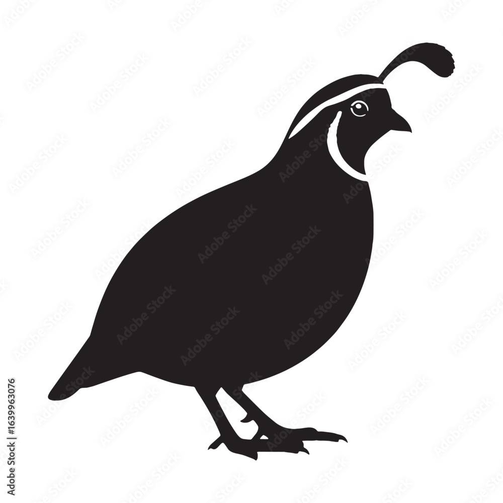 Fototapeta premium Bold Quail Silhouette – Quail Vector Artwork for Impactful Print and Digital Media – Black Vector of Quail