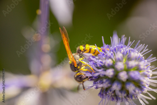 Wallpaper Mural Close-up macro shot of a wasp feeding on a spiky purple flower, showing vivid yellow and black body details with delicate wings in sunlight. Torontodigital.ca