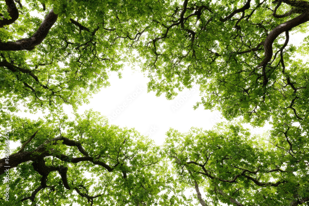 Fototapeta premium Lush green canopy, dark hole