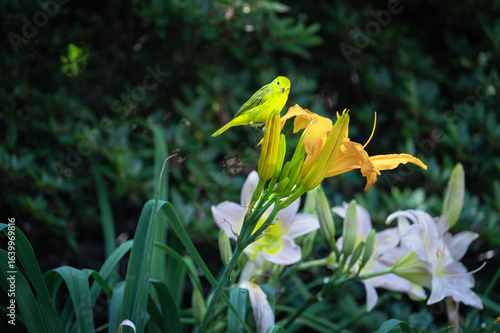 Yellow warbler on daylily