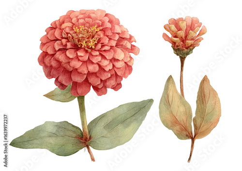 Two zinnia flowers with leaves in a vintage style