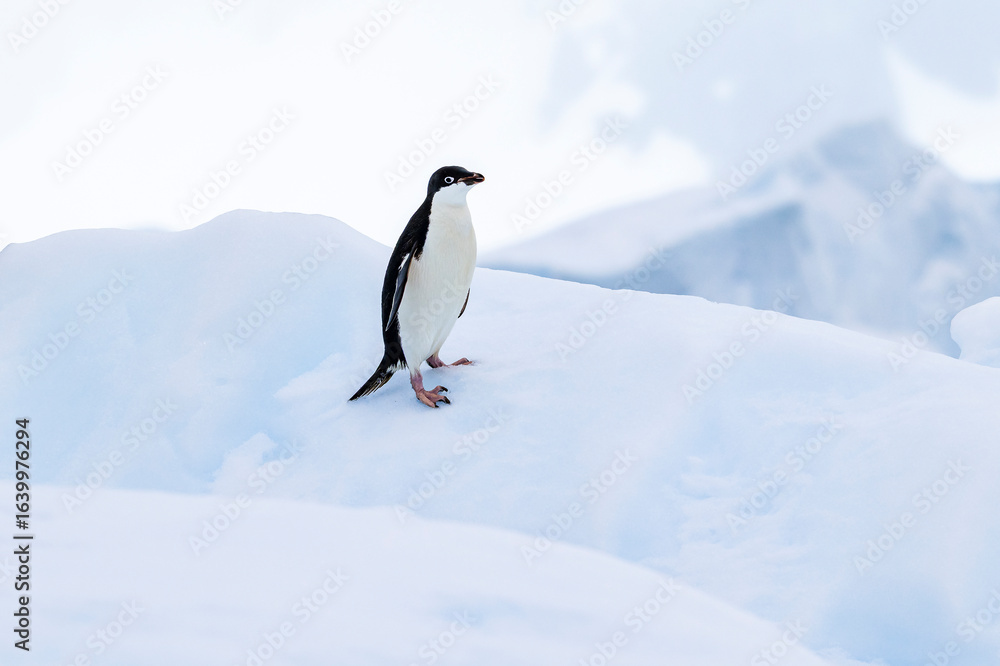 Fototapeta premium Adelie penguins on an ice burg in Antarctic peninsula.
