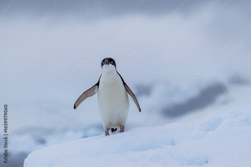Obraz premium Adelie penguins on an ice burg in Antarctic peninsula.