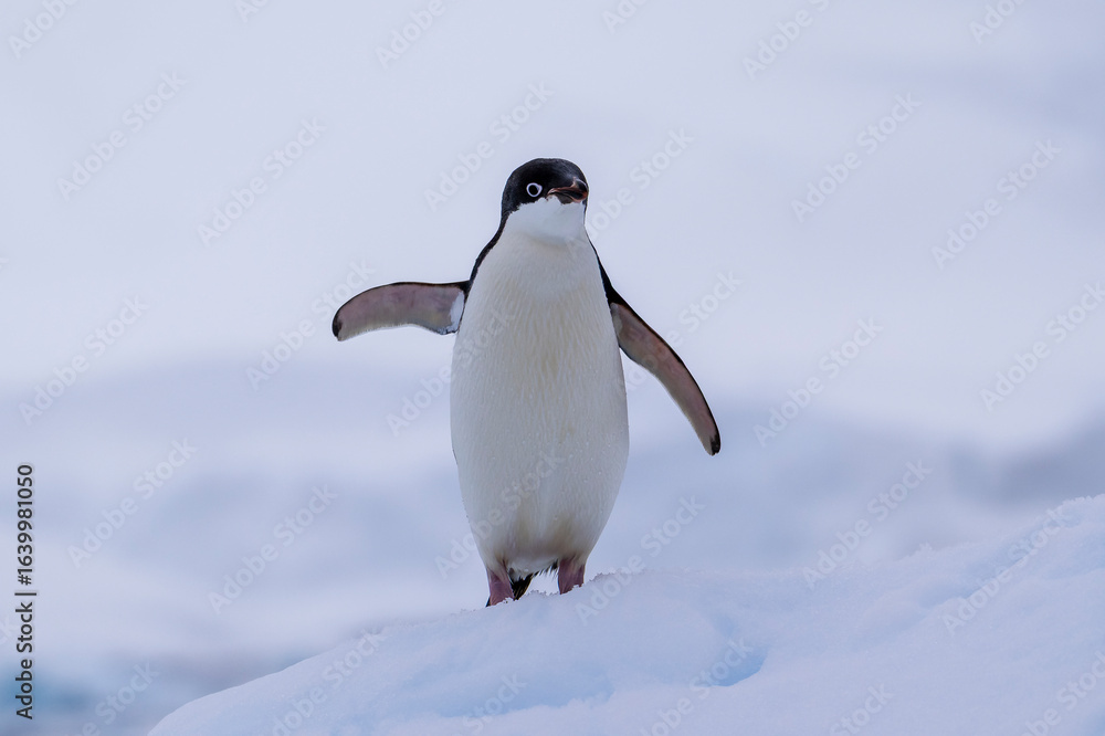 Obraz premium Adelie penguins on an ice burg in Antarctic peninsula.