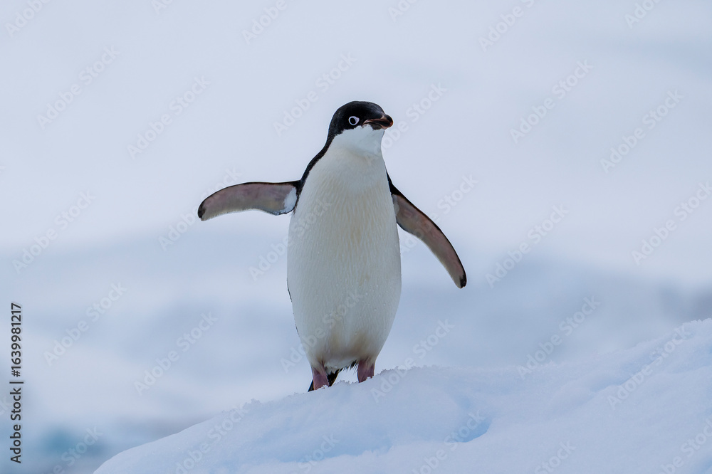 Obraz premium Adelie penguins on an ice burg in Antarctic peninsula.