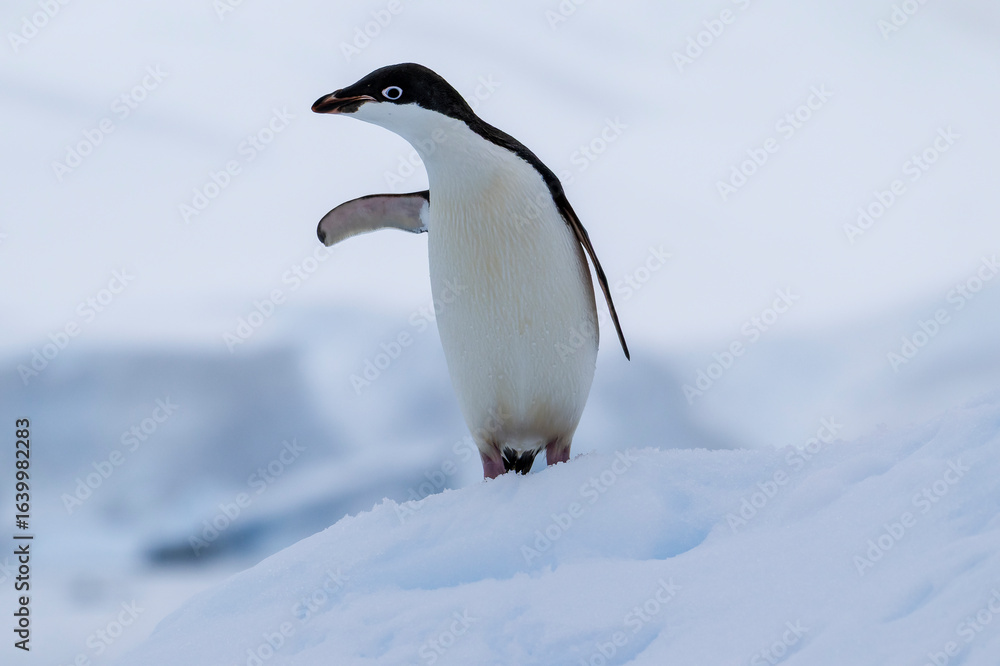 Fototapeta premium Adelie penguins on an ice burg in Antarctic peninsula.