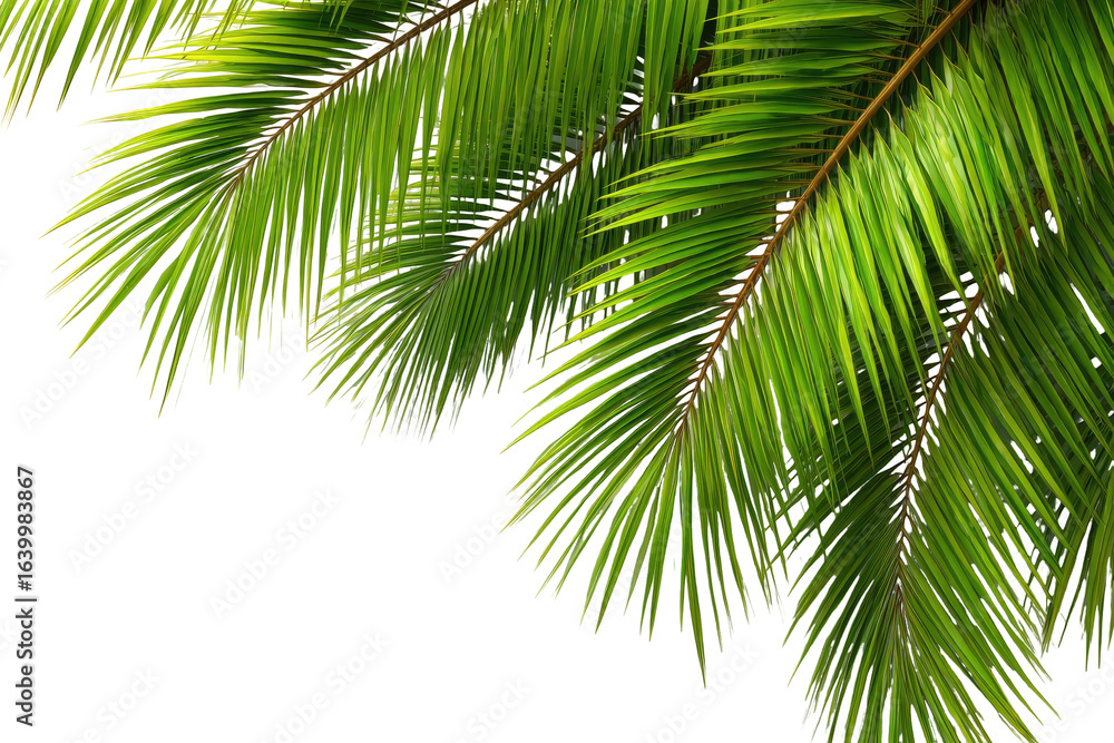Fototapeta premium Close-up of vibrant green palm fronds