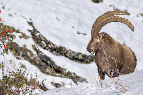 Majestic ibex.