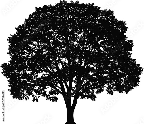 Detailed silhouette of large leafy tree, full crown and trunk, nature symbol, isolated on white background for design use