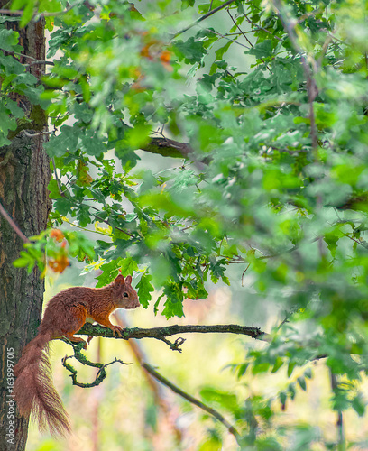 Cute squirrel.