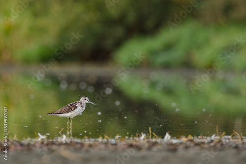 great crested grebe on the beach