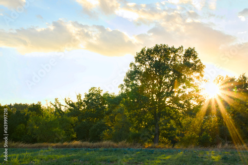 sunset in the forest