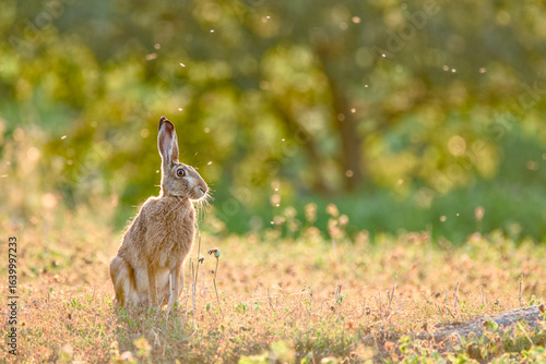 Wild rabbit in sunset.