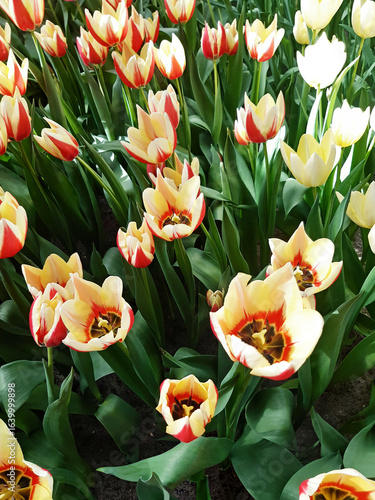Close up of natural yellow and red tulips. A big field of tulips with intense color background. Gardening and flowering plants.